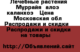 Лечебные растения Муррайя, алоэ, каланхоэ › Цена ­ 450 - Московская обл. Распродажи и скидки » Распродажи и скидки на товары   